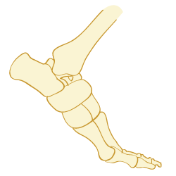 Metatarsal